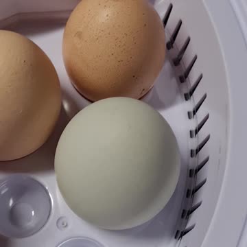 HANGING GARDEN SOON TO HAVE CHICKENS