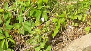 White Cabbage Butterfly