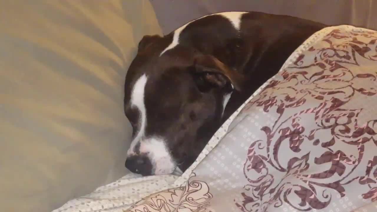 Sleepy Bruno the pitbull all comfy...bedroom