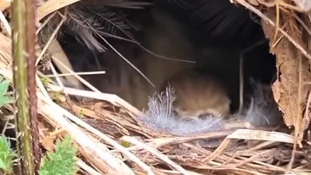 Chirza warbler builds a nest among nettles