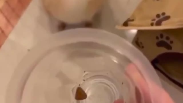 Pomeranian gets two pieces of food and gets angry!