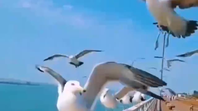 Flocks of birds