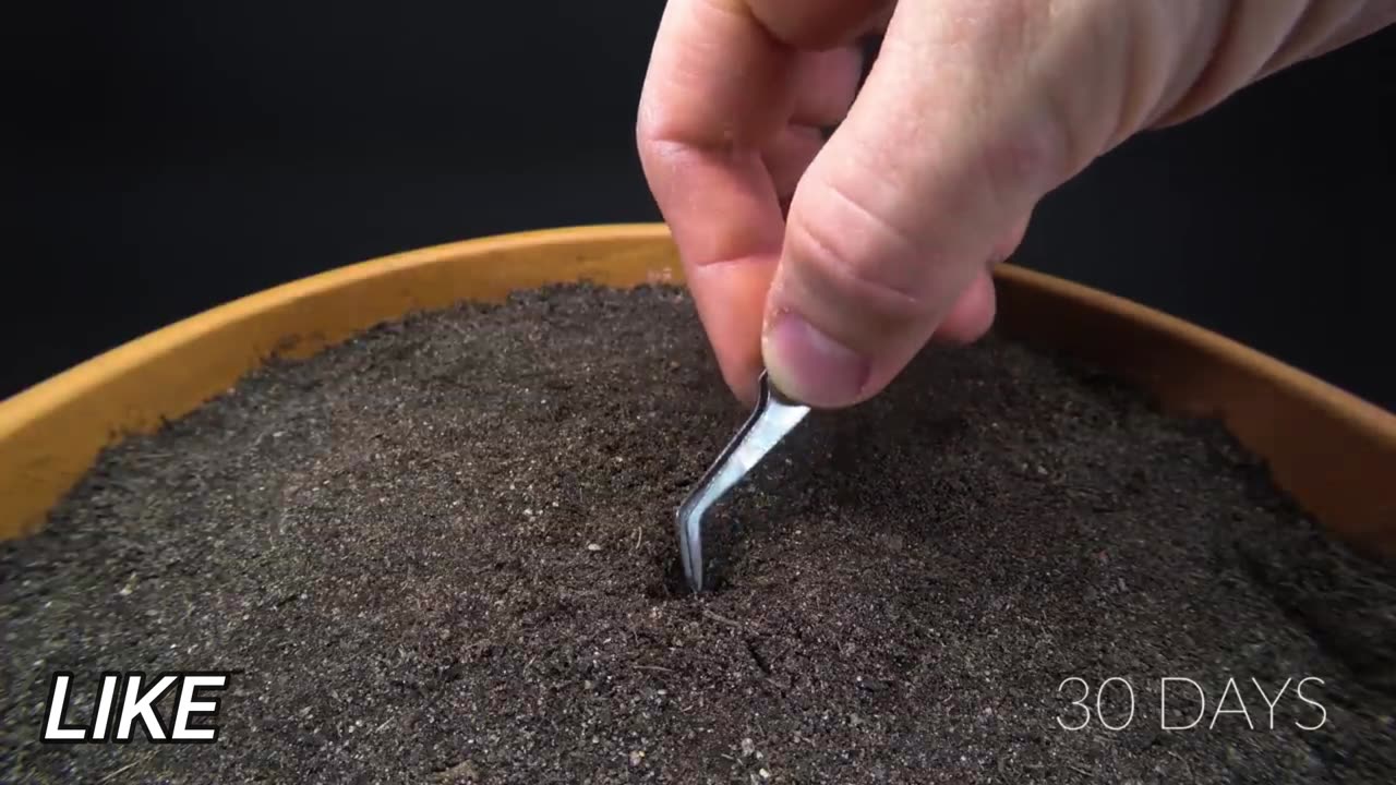 APPLE TREE Growing From Seed TIME LAPSE - 171 Days