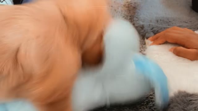 Little doggo playing with teddy bear