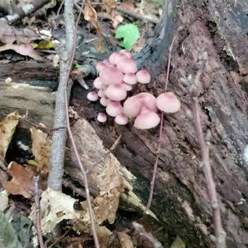 Poisenous Mushrooms in the Midwest USA