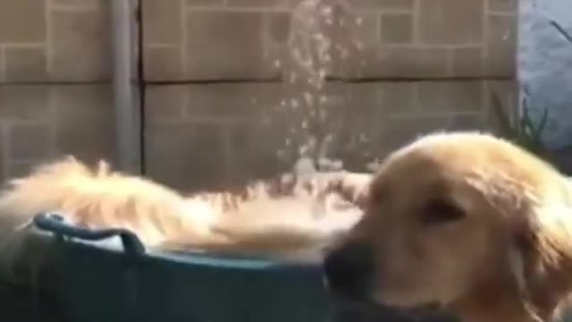 Super funny and cute baby dog training video