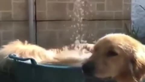 Super funny and cute baby dog training video