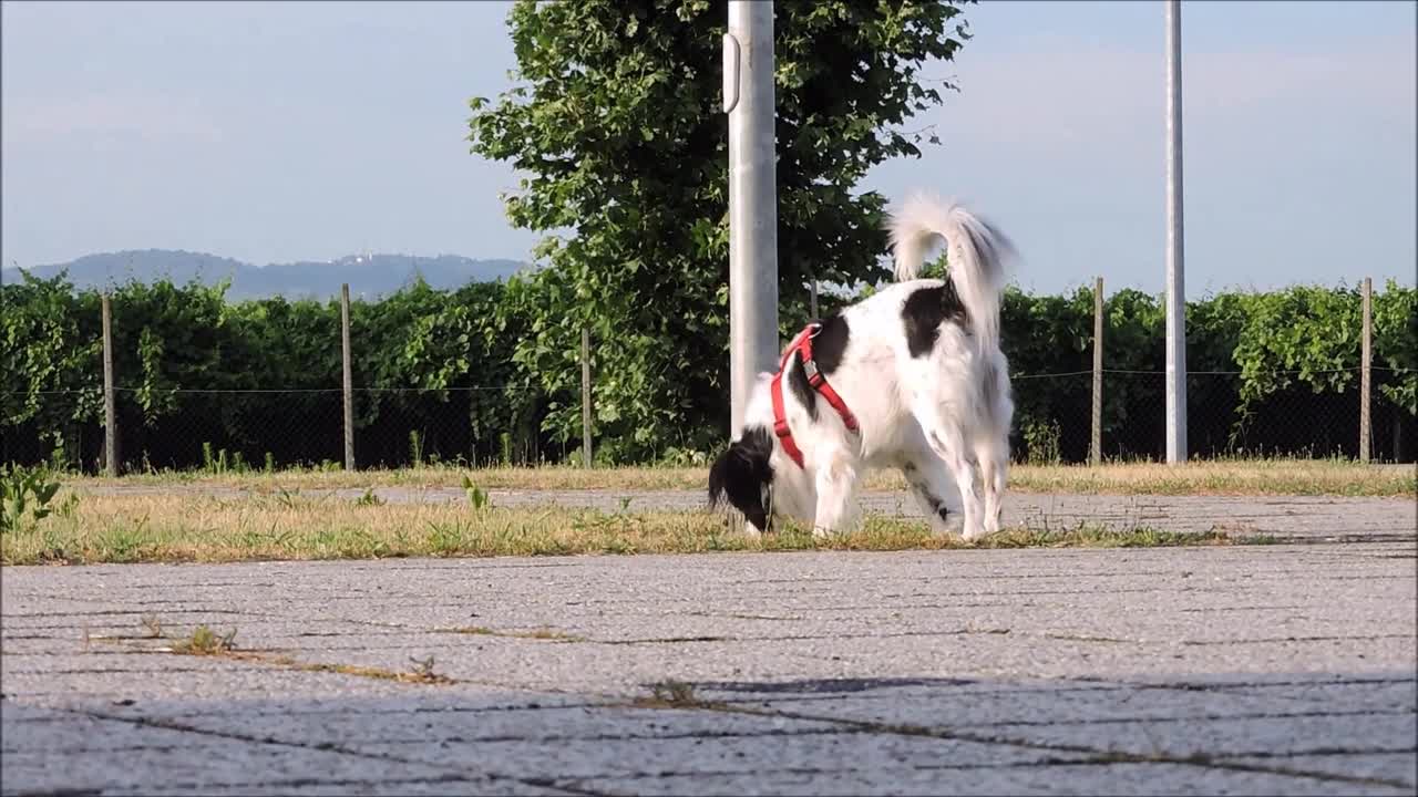 Appealing Puppy Playing Around In The Park - Summer Time!