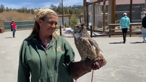 BIG BEAR !! ALPINE ZOO !! FULL TOUR !! BEARS AND EAGLES AND WOLFS !!SUCH A BEAUTIFUL EXPERIENCE!!!!