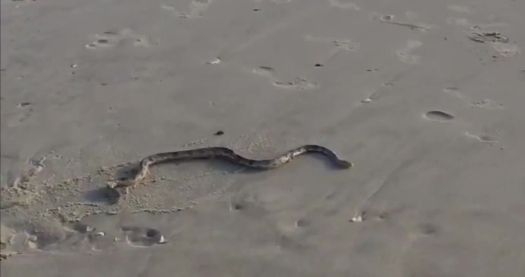 Snake on the Sand