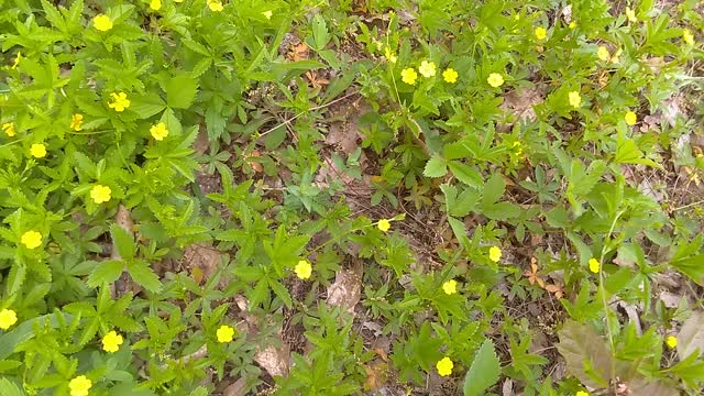 Common Cinquefoil