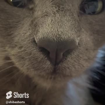 Such a Yummy Little Kitty Here to Brighten Your Day! God Bless You!