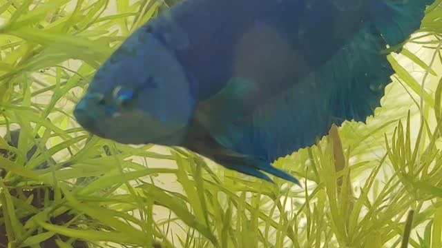 Blue Fish Beta Flaring