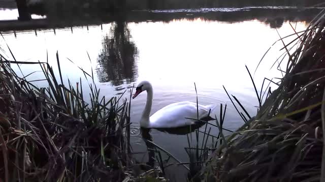 Swan on the river