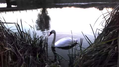 Swan on the river