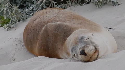 A seal is napping on the beach, very cute