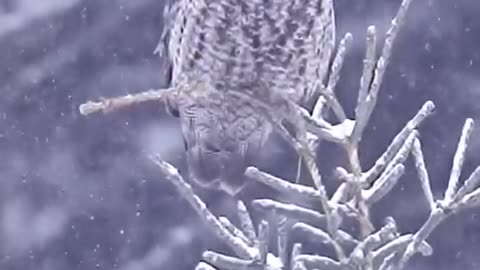 The great grey owl (Strix nebulosa)