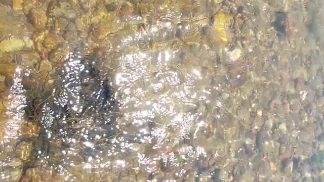 🐟 fish super video HD🐠