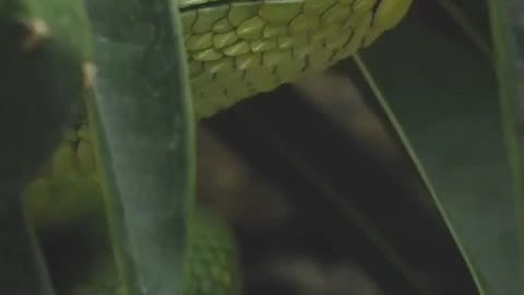 Close Up View Of A Venomous Green Snake #shorts #shortvideo #video #virals #videoviral