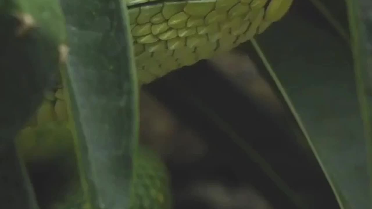 Close Up View Of A Venomous Green Snake #shorts #shortvideo #video #virals #videoviral