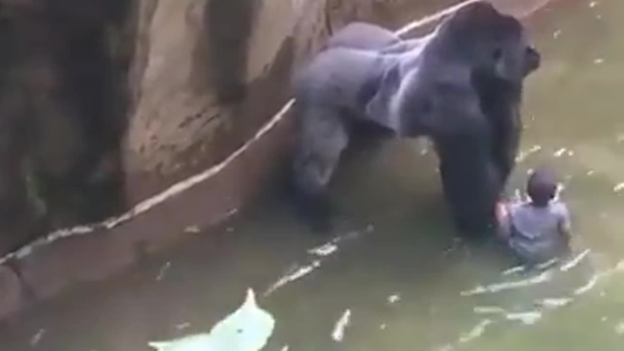 baby fall down in zoo with gorilla