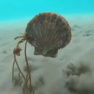 Have you ever seen oysters swimming?