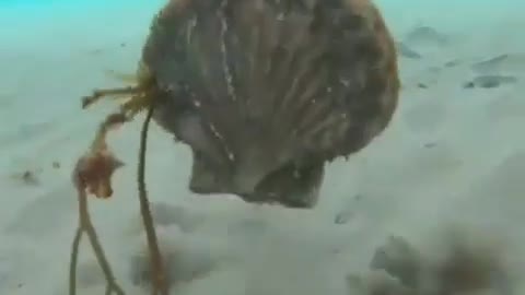 Have you ever seen oysters swimming?