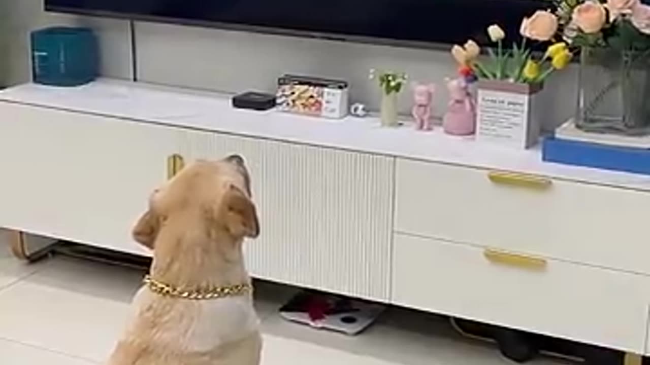 Dog Watching TV | Hilarious Reactions to Favorite Shows! #FurryFunFiesta