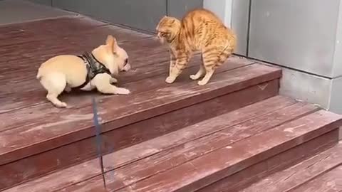 Cat VS Dog #22 😹😹 Funny Videos