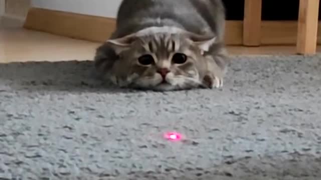 A funny cat is a hunter.