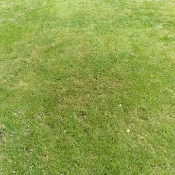 September Fescue Lawn