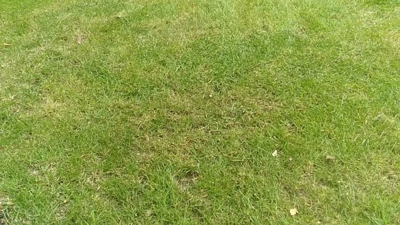 September Fescue Lawn