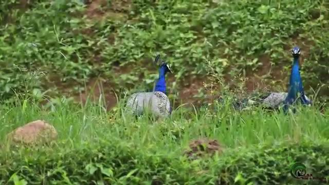 peacock dance in sri Lanka