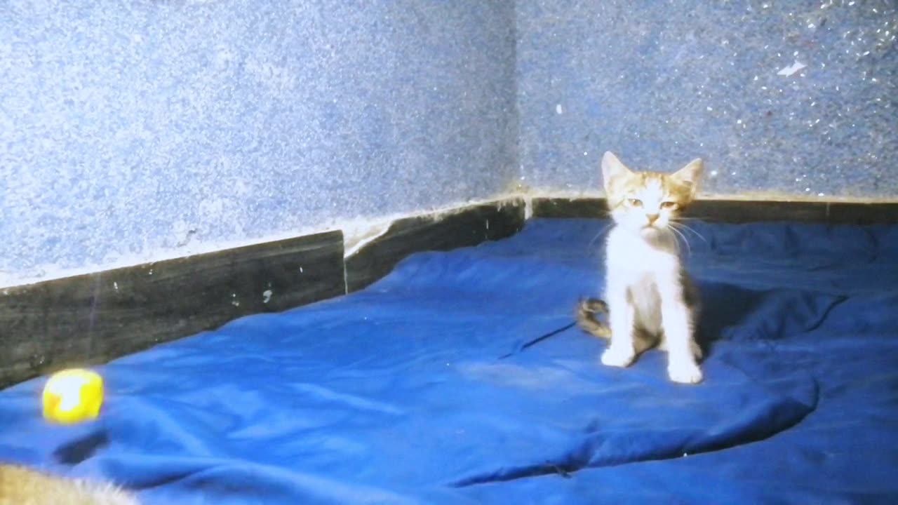 Cute Kittens Playing with Duck Toy