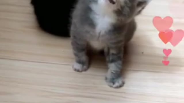 So Many Cute Kittens Compilation