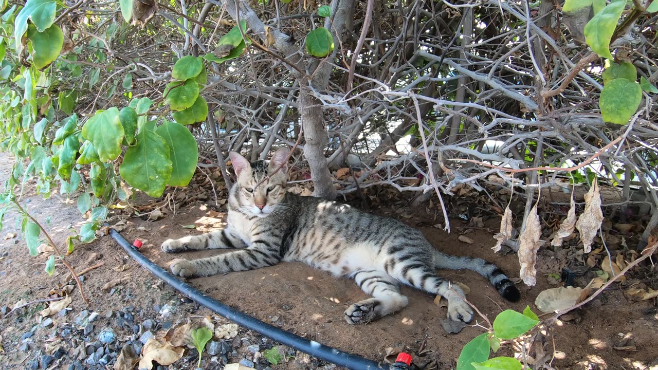 MICHAEL JACKSON - Homeless cat in Ras Al Khaimah, UAE #cat #cats #MichaelJackson #emirates #ae #UAE