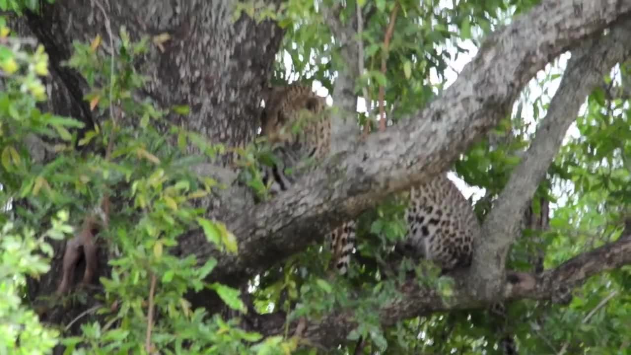 Incredible footage of leopard behaviour during impala kill - Sabi Sand Game Reserve, South Africa