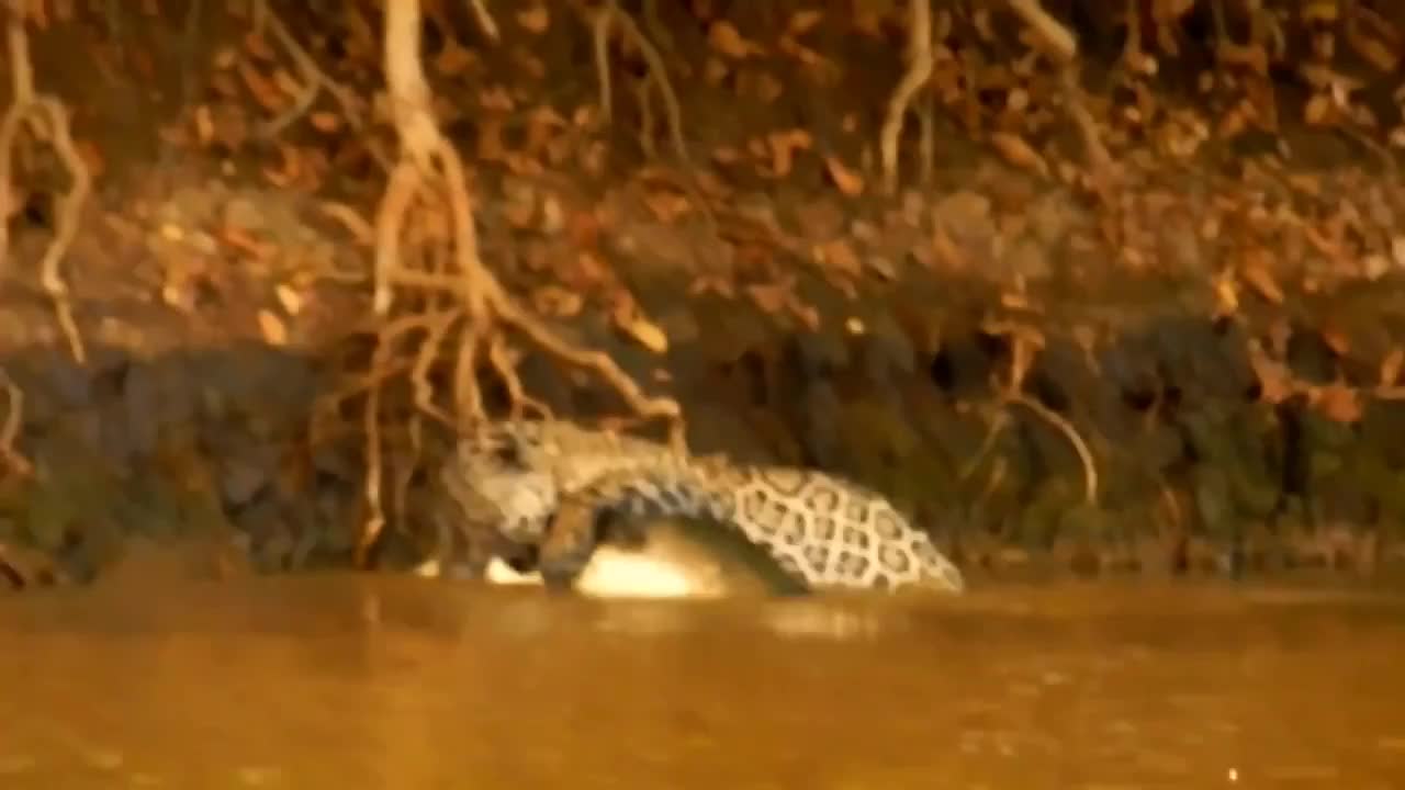 Jaguar and crocodile fighting video | animal fighting