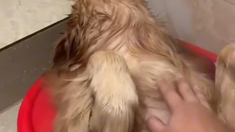 Cute and Funny Dog Videos