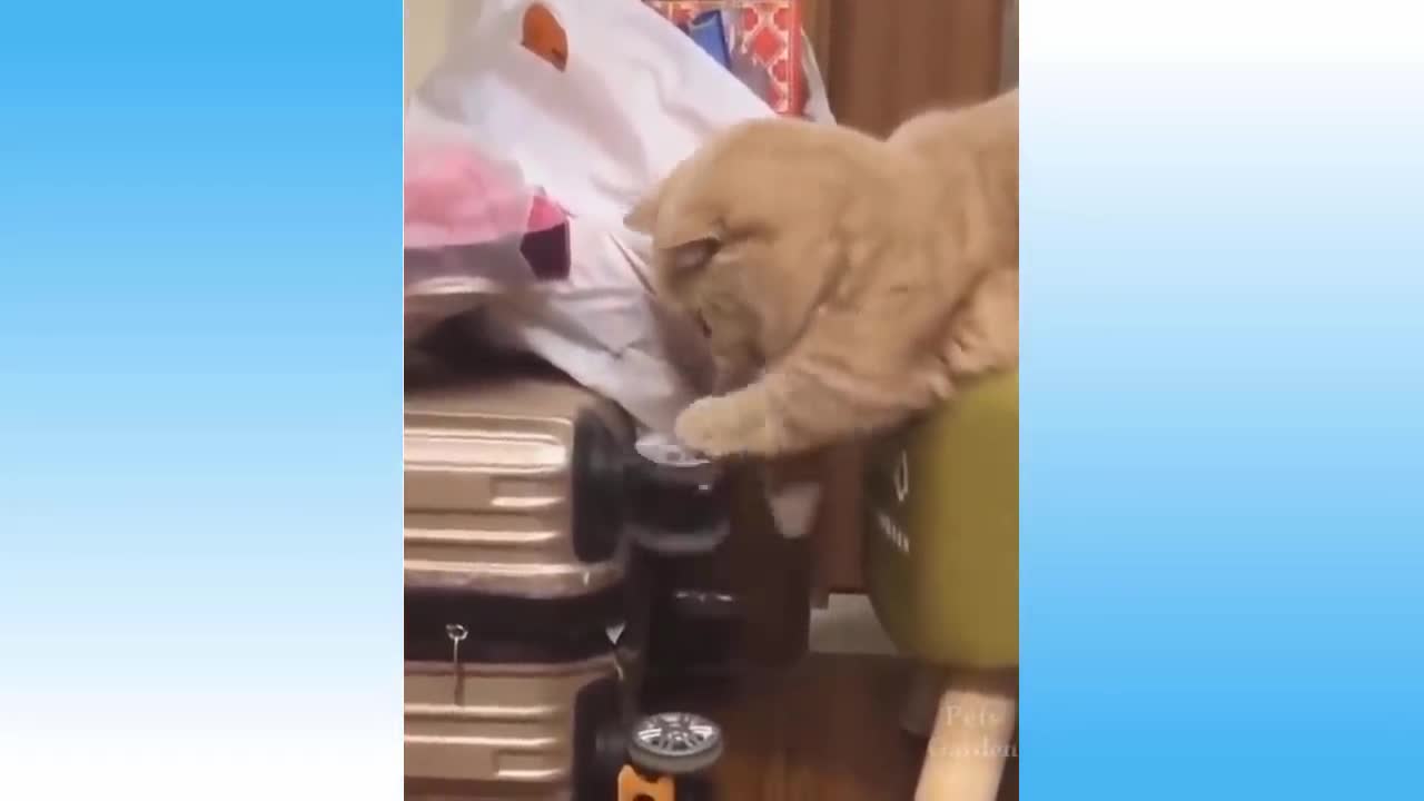 Funny Cat Videos