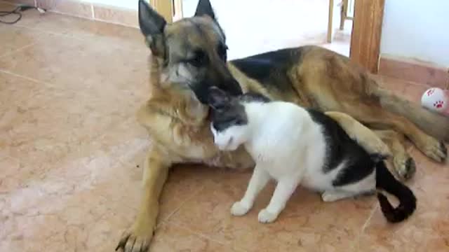 cat and german shepherd are in love