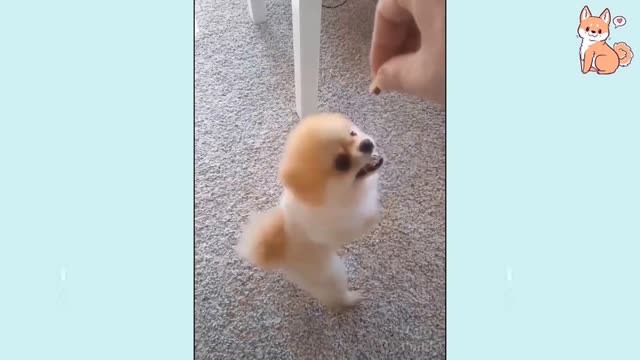 Dogs TikTOK-Awesome Funny Pet Animals Life Videos