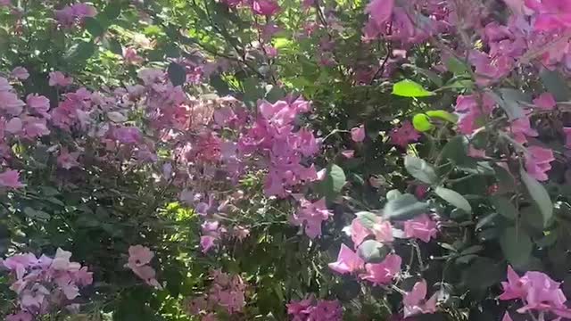 The blooming of pink flowers on the red lace