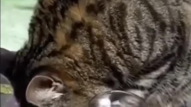 Funny cat is drunk