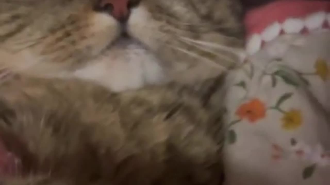 Best Animal Videos Of The Month