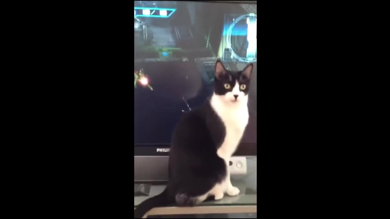 Funny Animals Videos 2024