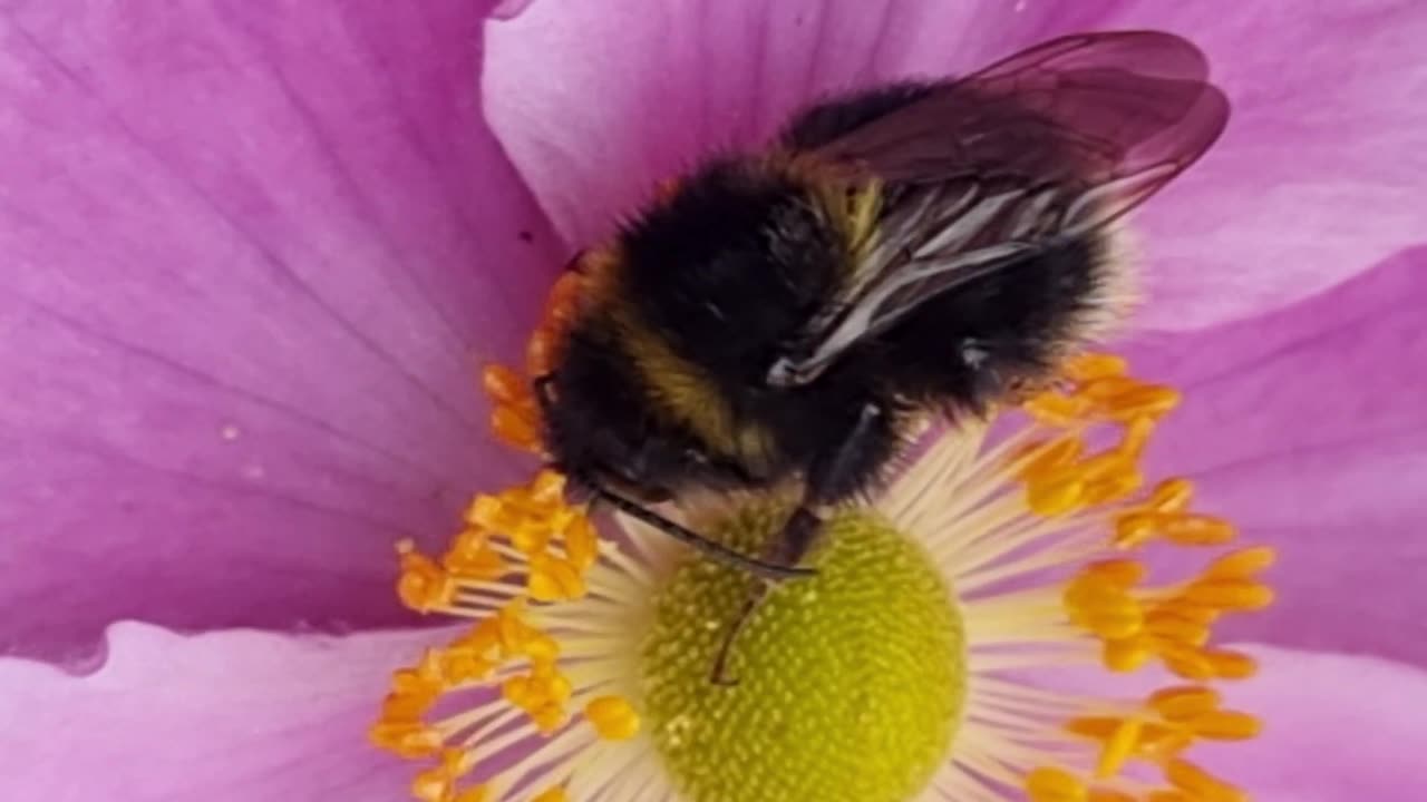 Beautiful Cute Bee On A Flower