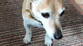 Jack Russel Shaking with excitement