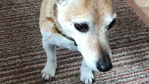 Jack Russel Shaking with excitement