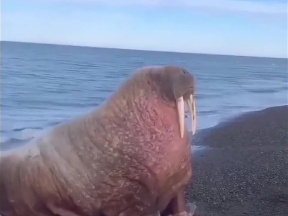 Is this chubby seal your favorite?